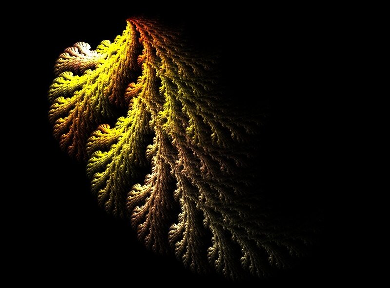 Fractal Branch Pattern