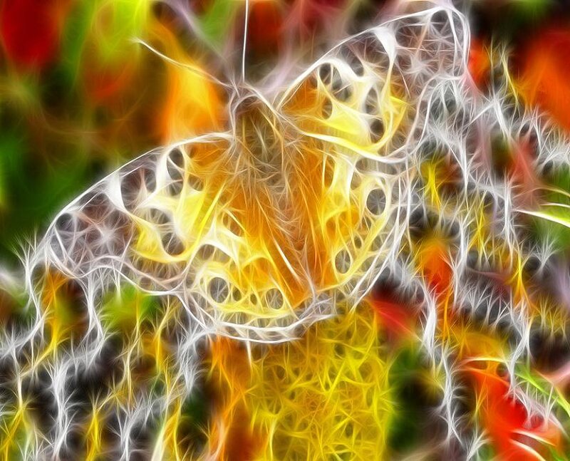 Fractal butterfly in vibrant colors