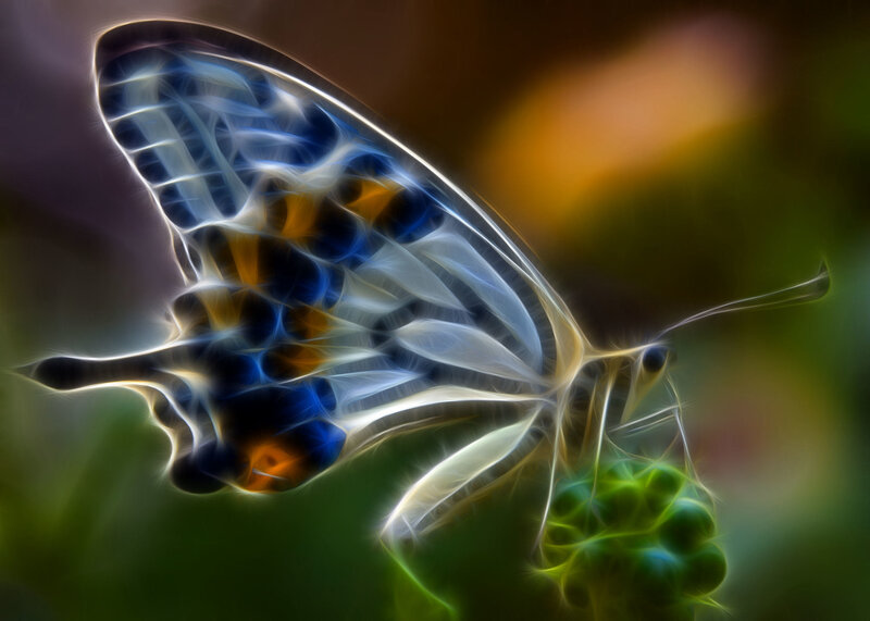 Fractal butterfly on flower