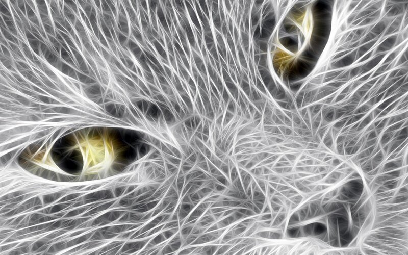 fractal cat eyes