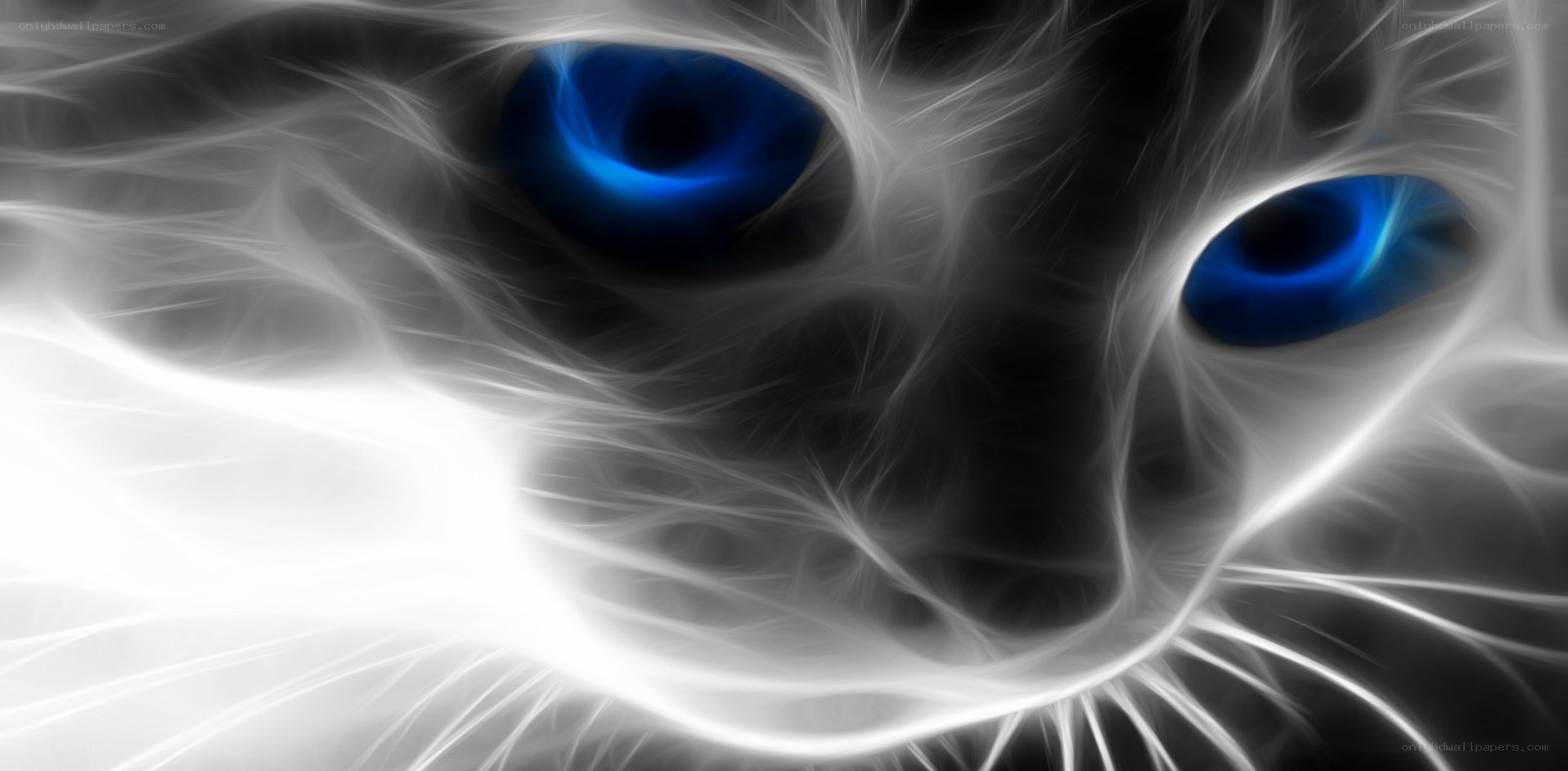 fractal cat eyes