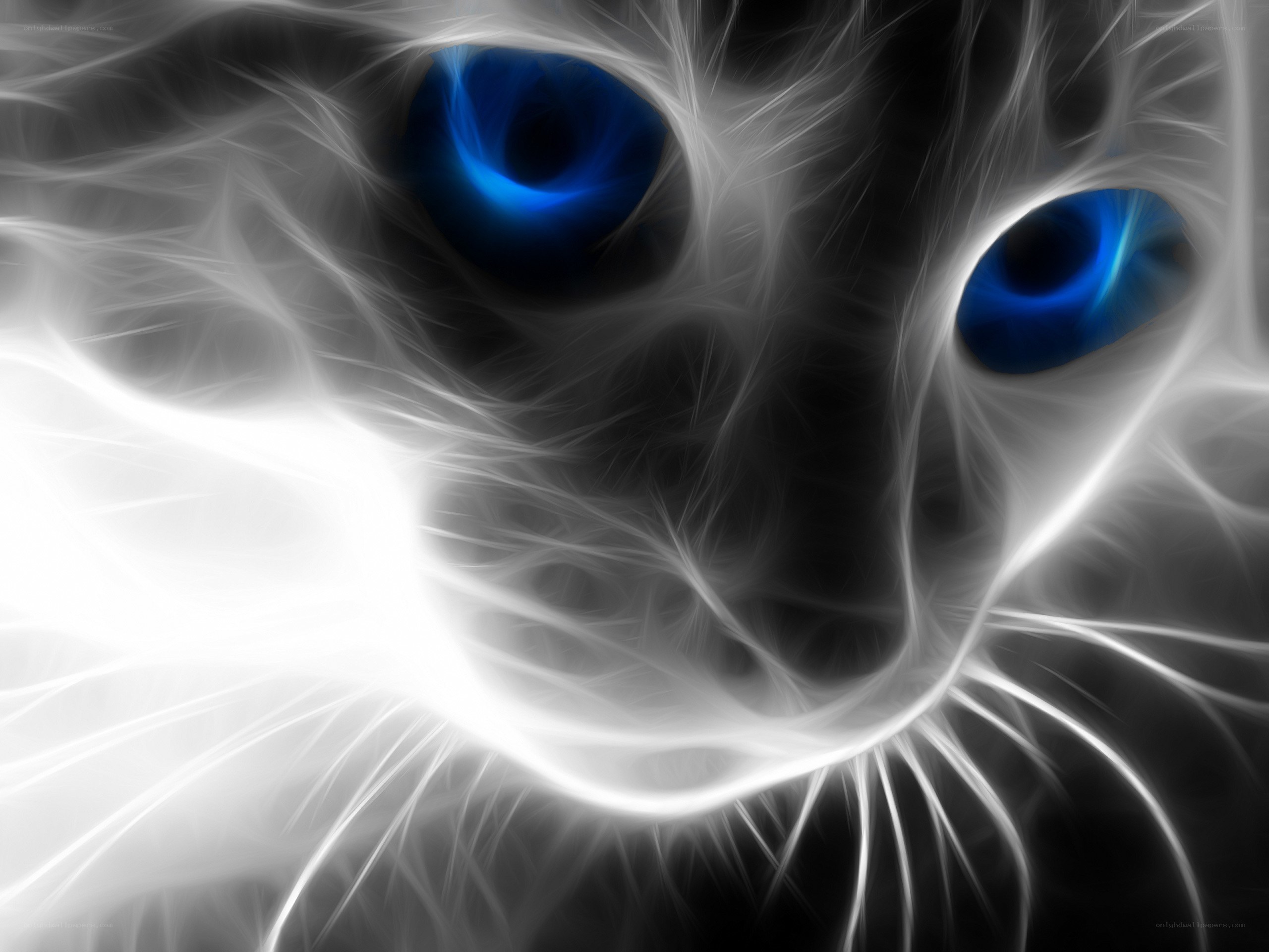 fractal cat eyes