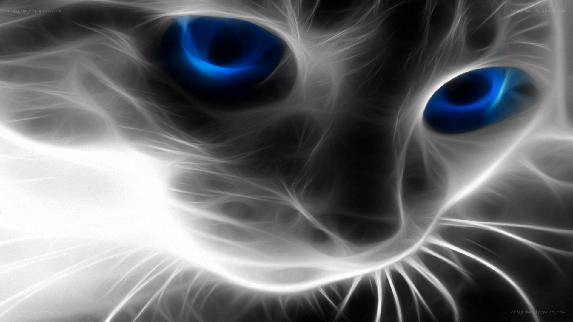 fractal cat eyes