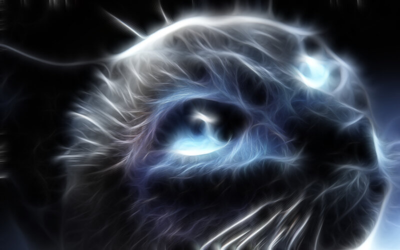 fractal cat eyes