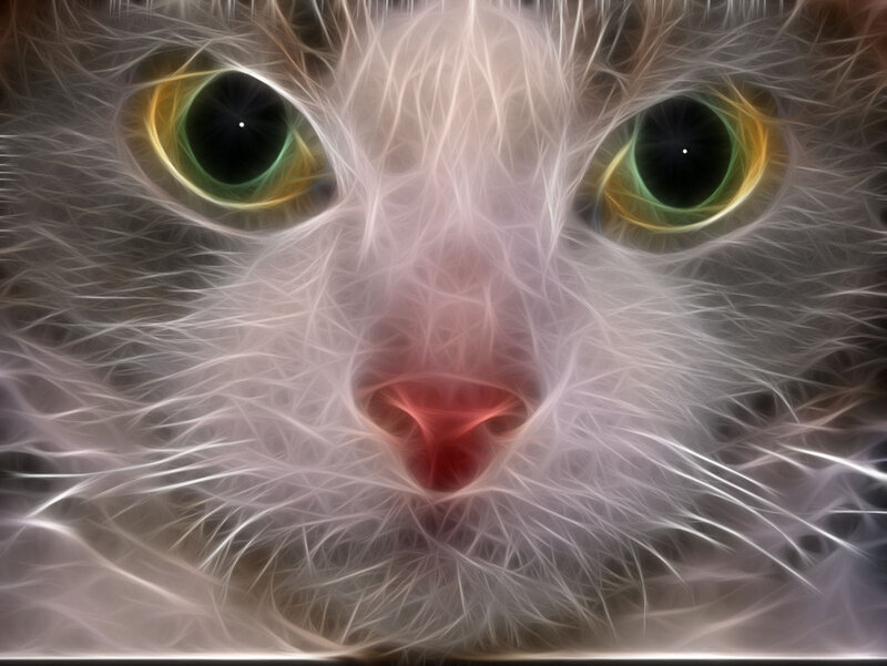 fractal cat face close-up