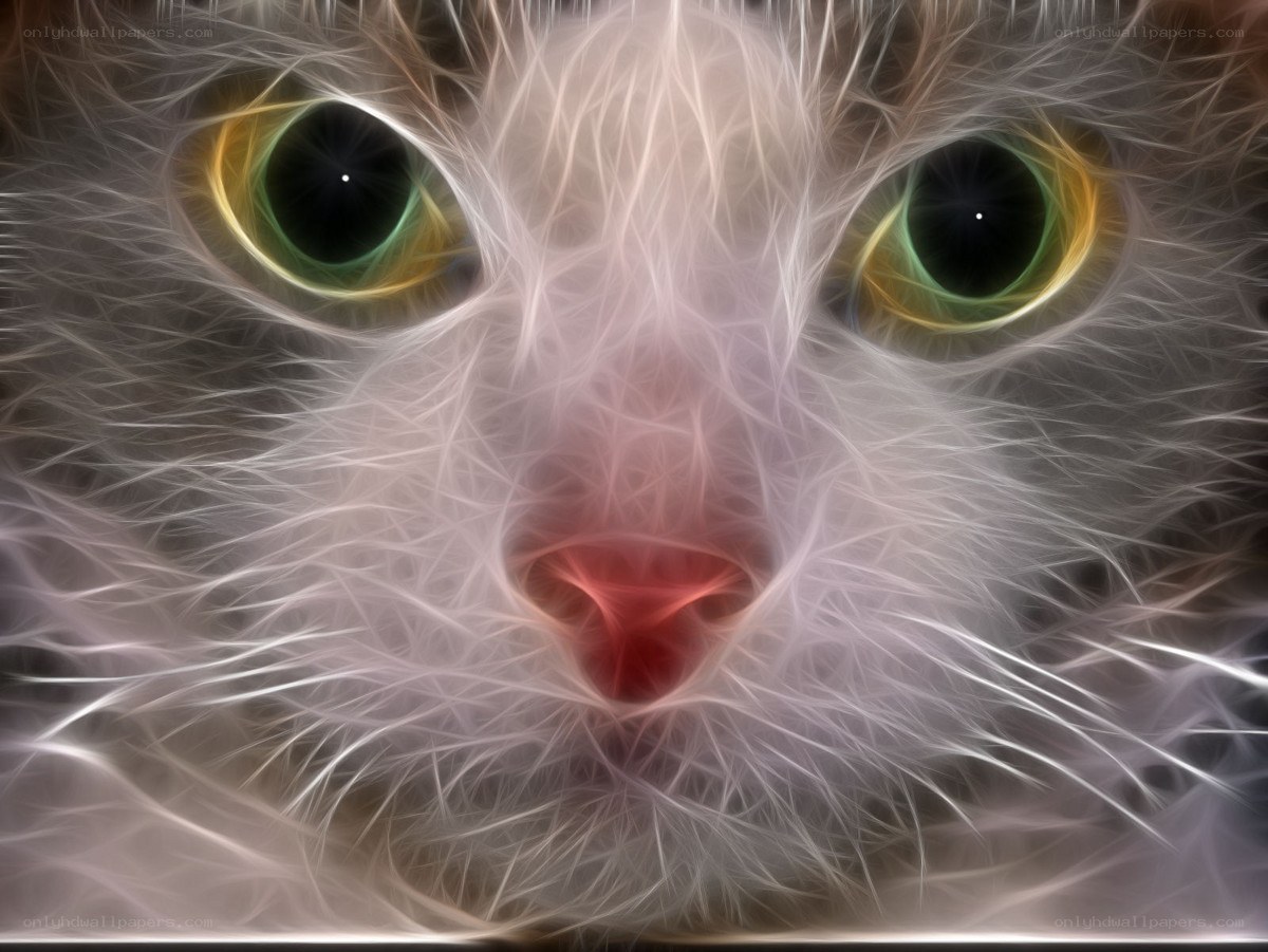 fractal cat face close-up