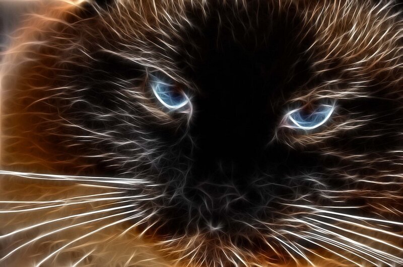 fractal cat face close-up