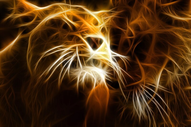 Fractal Cat Face — Orange, Dramatic