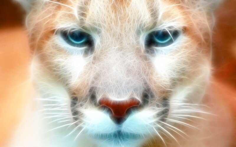 fractal cat face portrait