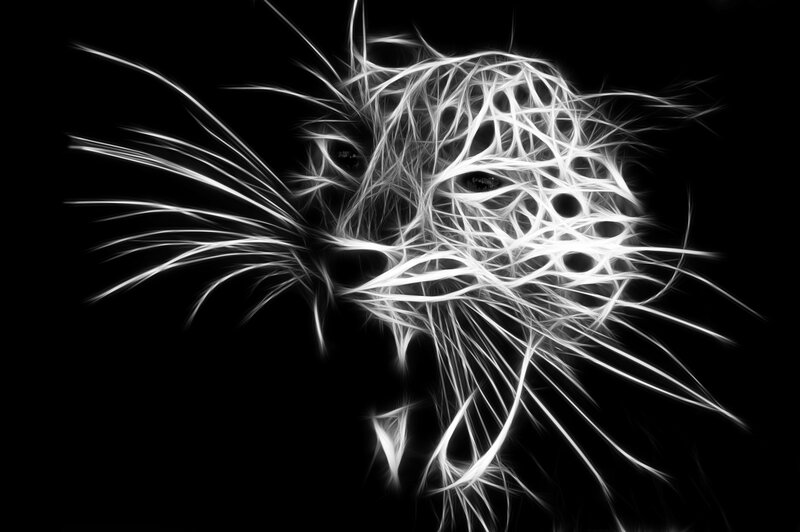 Fractal Cat Head — Black