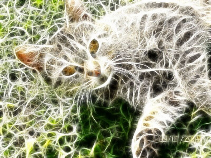 fractal cat in grass