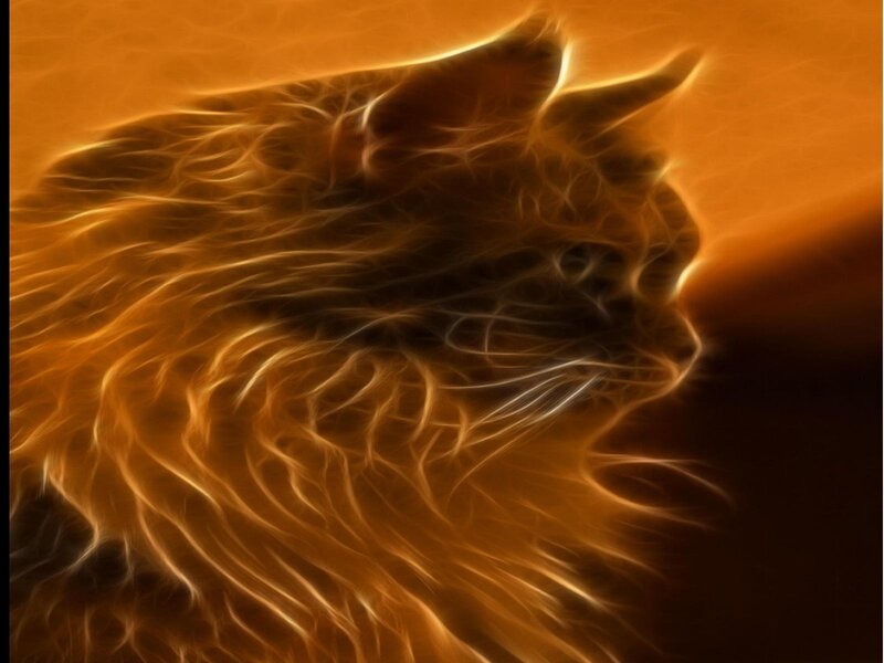 fractal cat in warm light