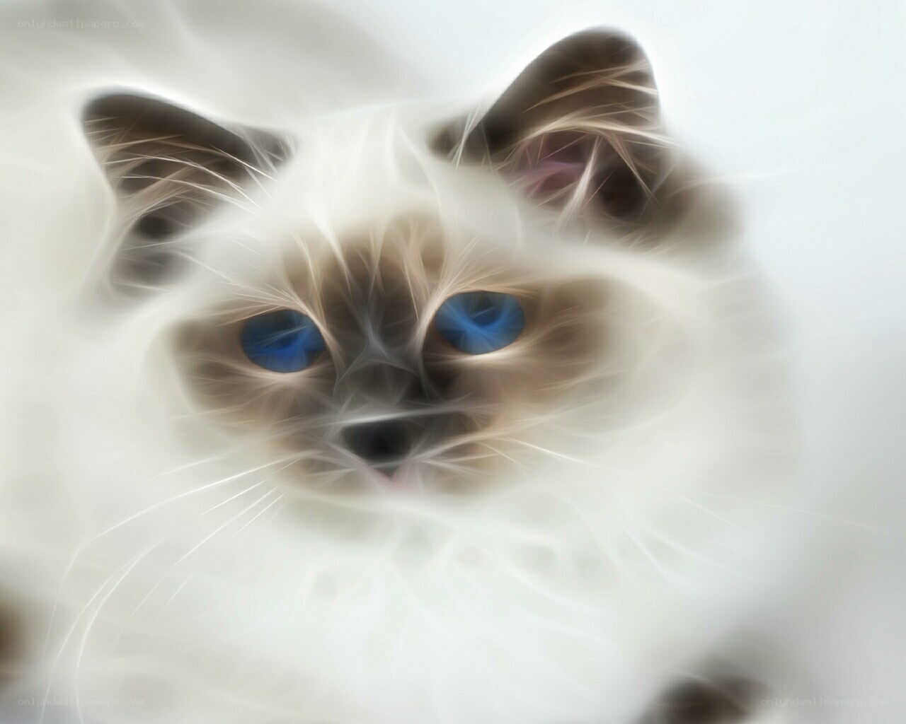 fractal cat portrait