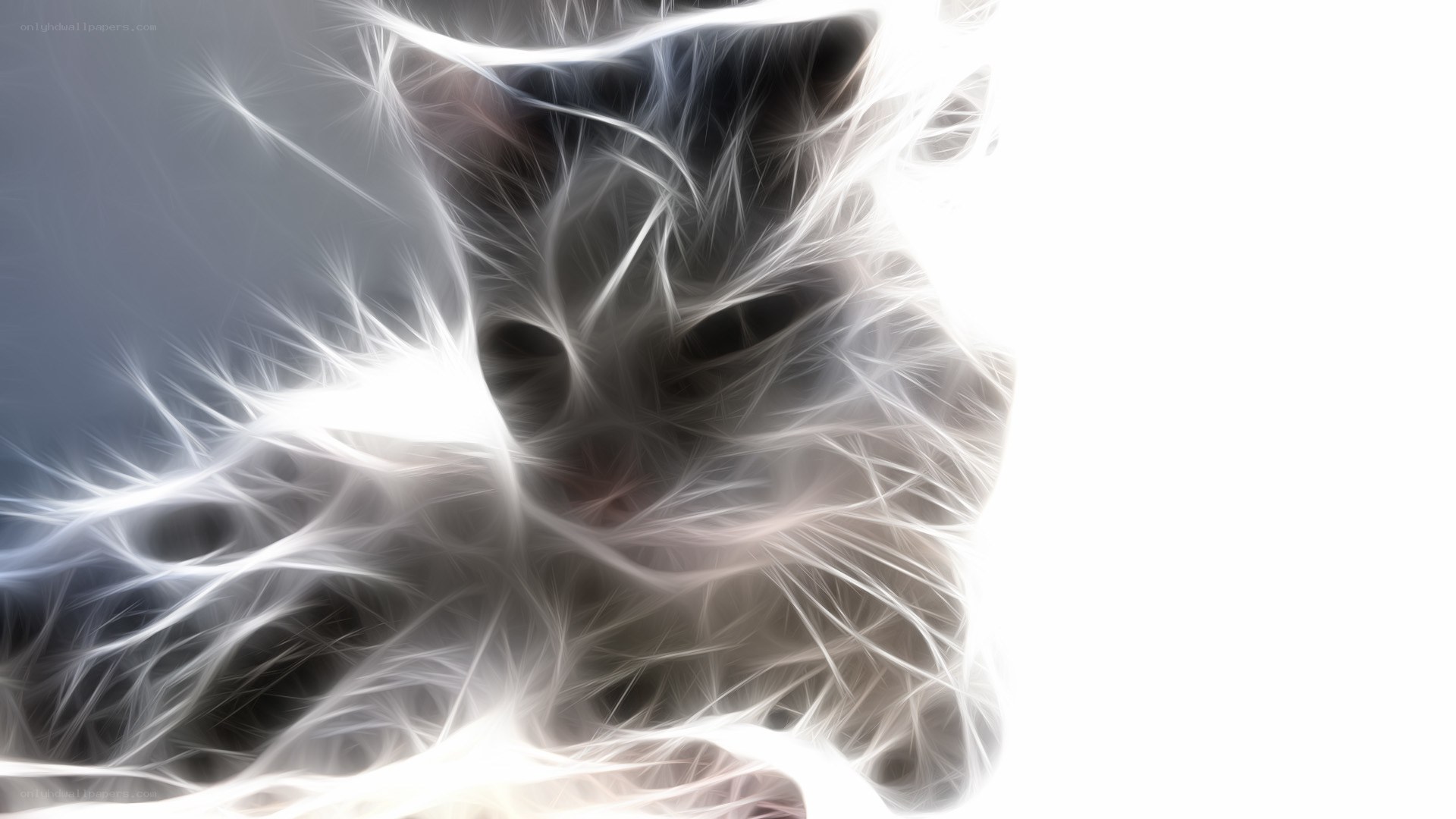 fractal cat portrait