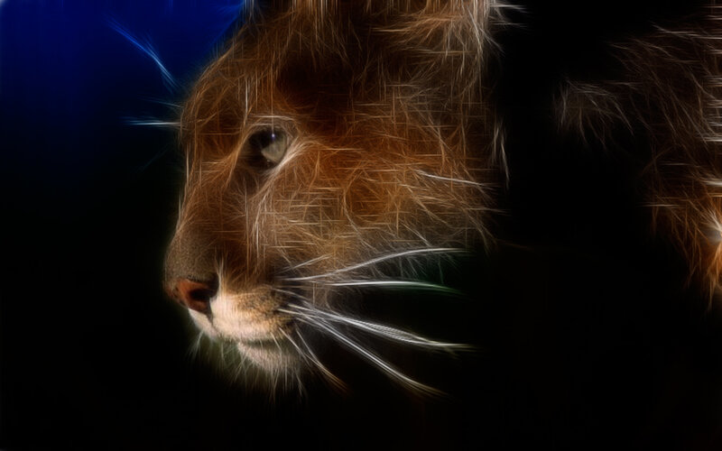 fractal cat portrait