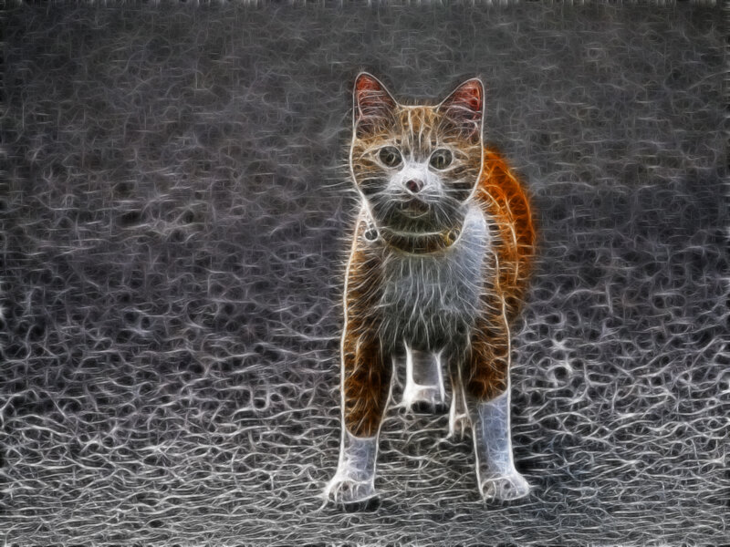 fractal cat portrait