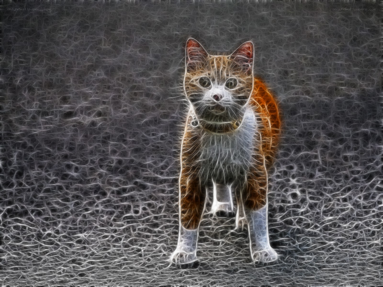 fractal cat portrait