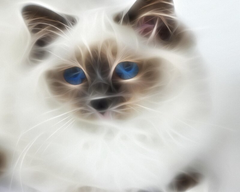 fractal cat with blue eyes