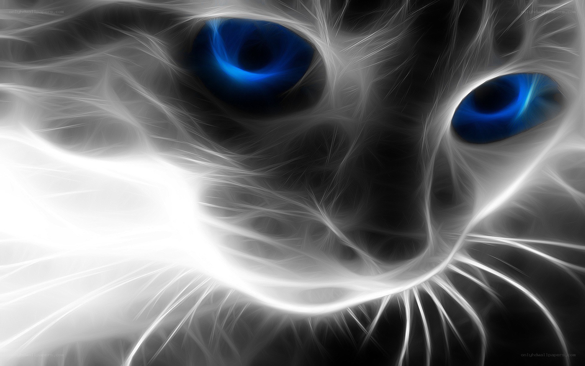 fractal cat with blue eyes