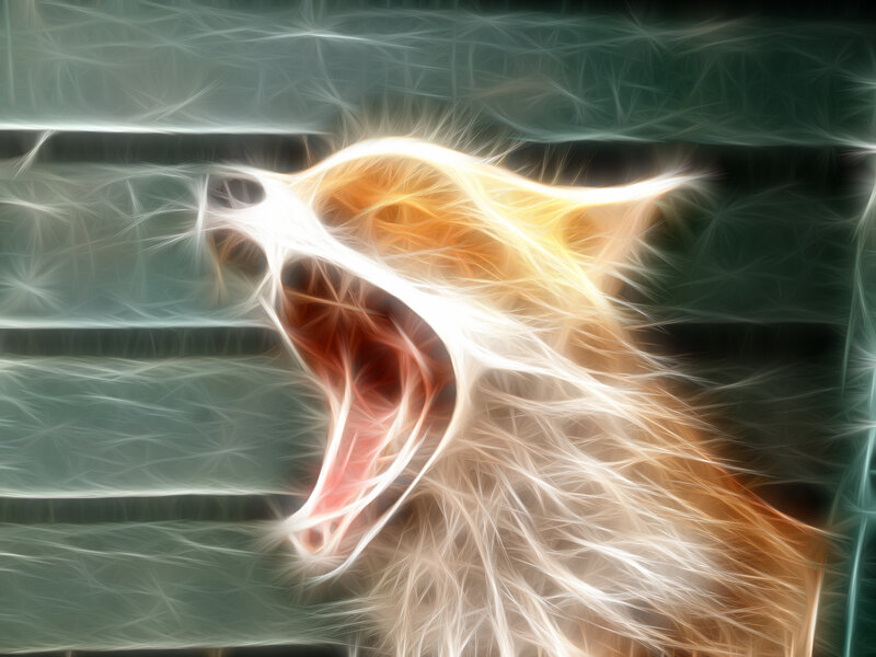 fractal cat yawn