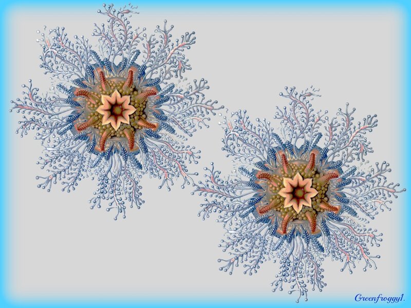 Fractal Coral-like Structures