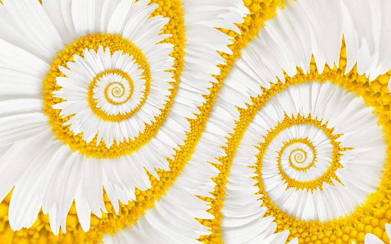 Fractal Daisy Spirals