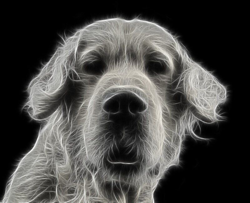 fractal dog portrait