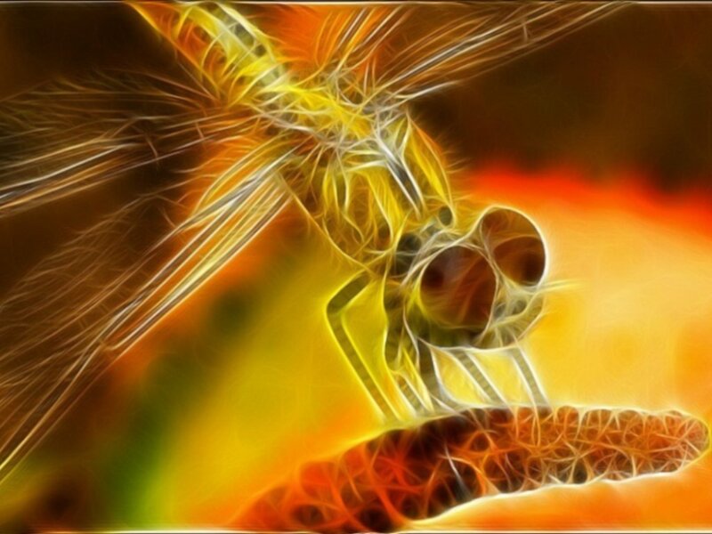 fractal dragonfly in fire