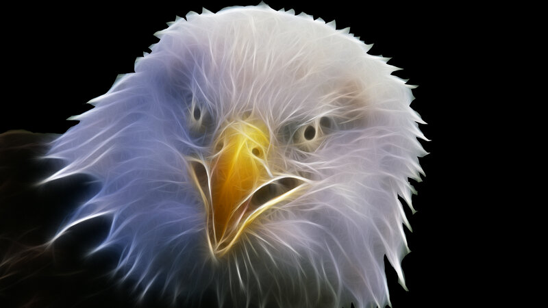 fractal eagle head portrait