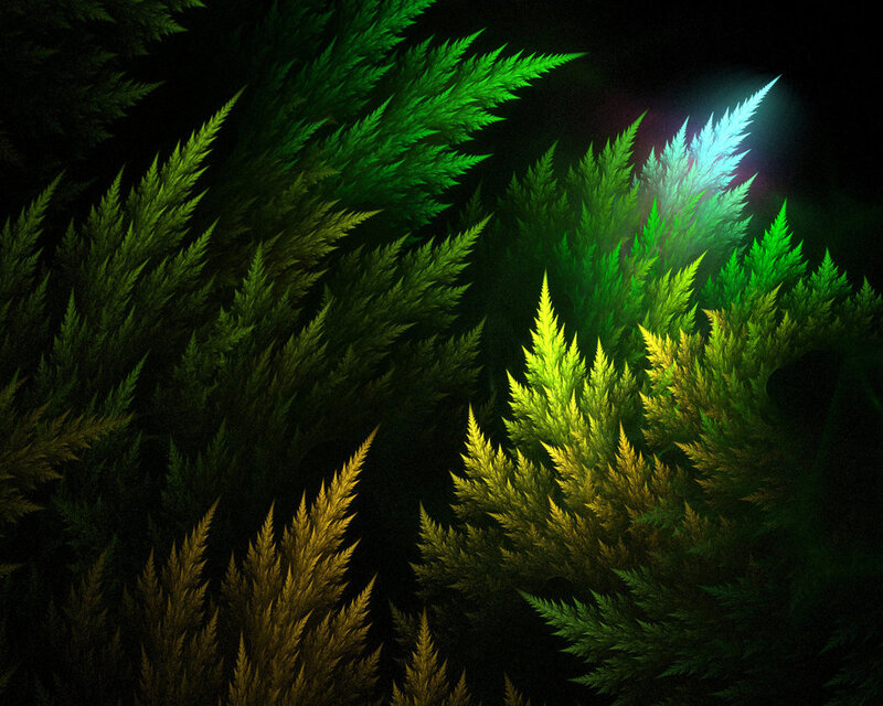 Fractal Fern Patterns