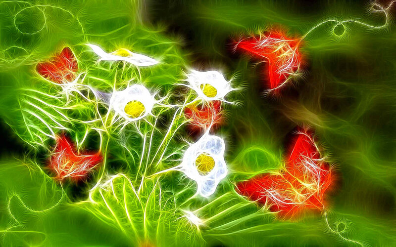 fractal floral art