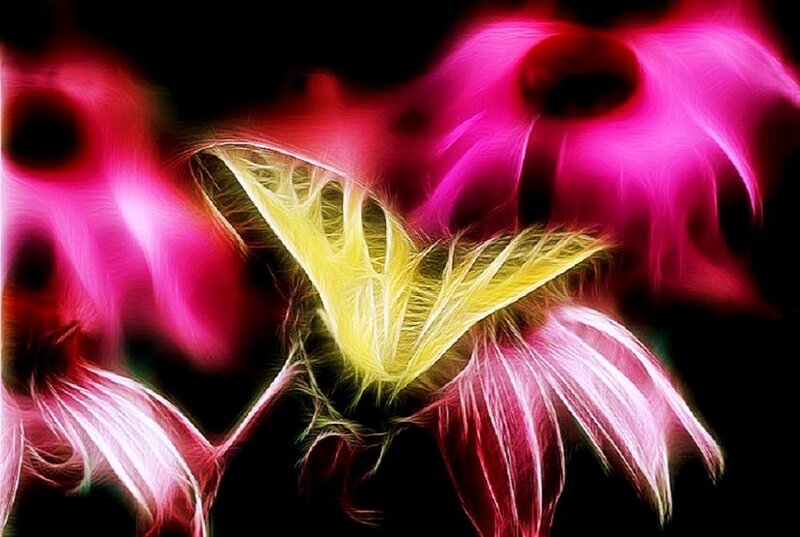 fractal flower art