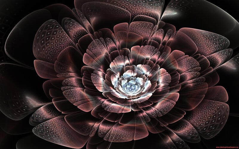 fractal flower bloom