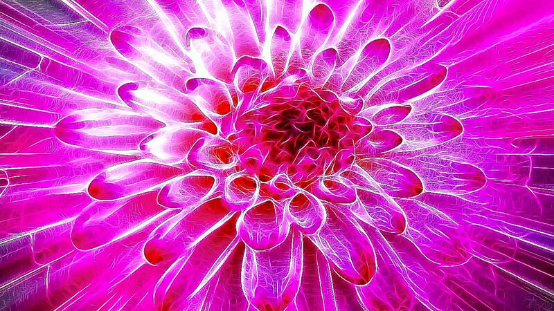 Fractal Flower Bloom — Magenta