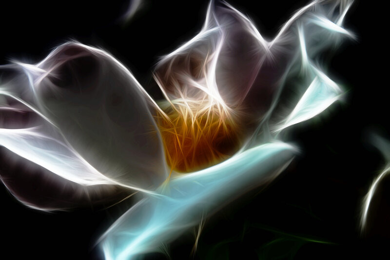 Fractal Flower Bloom — White
