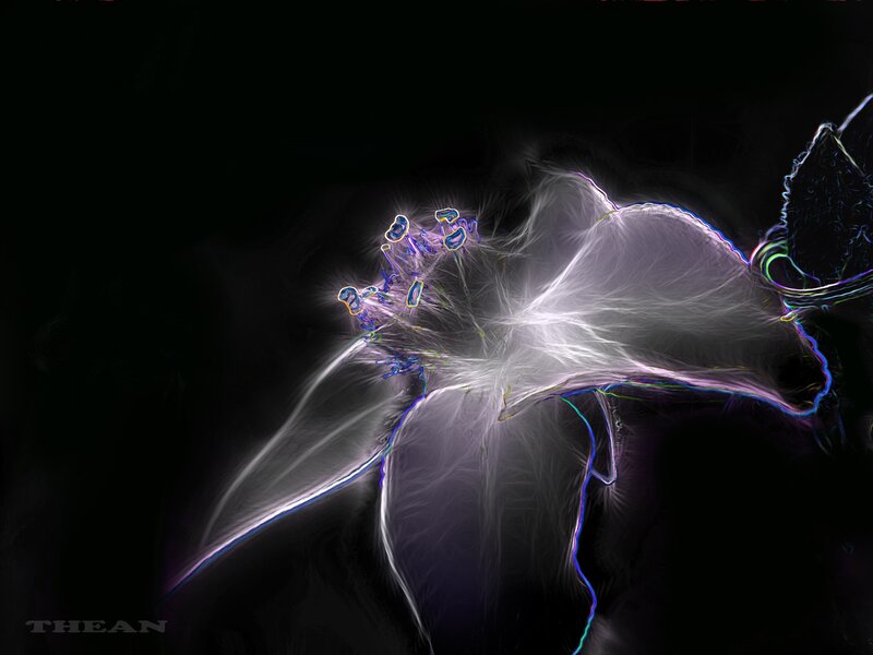 Fractal Flower Illustration