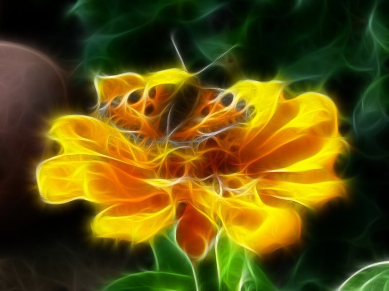 Fractal Flower
