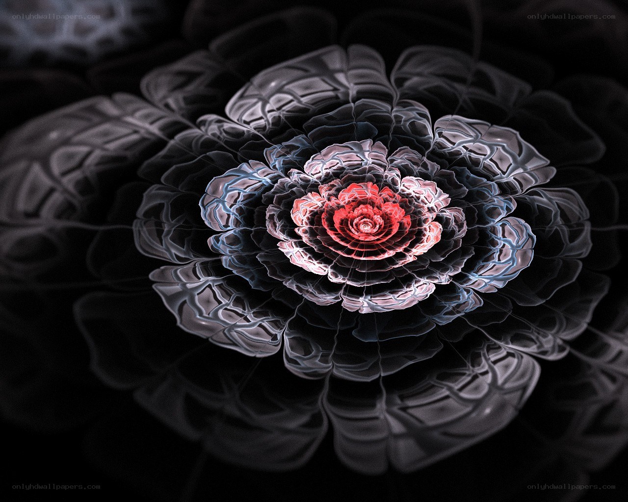Fractal flower with red center