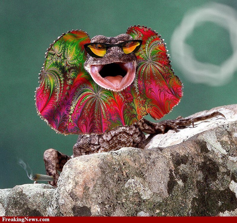 Fractal-frilled Lizard