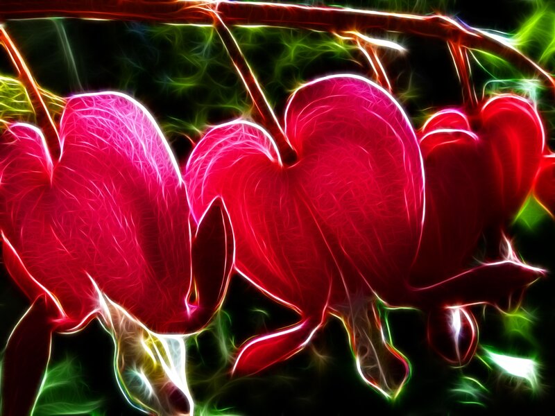 fractal heart-shaped flowers