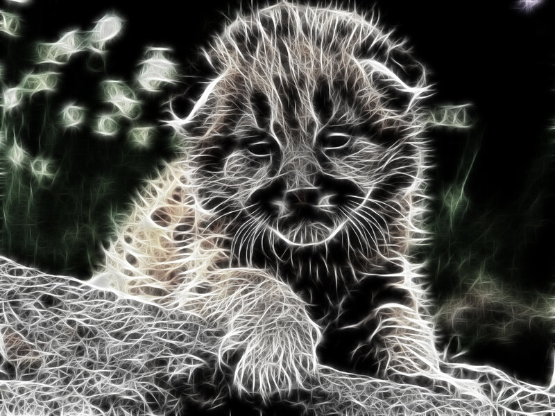 fractal image of a baby cheetah