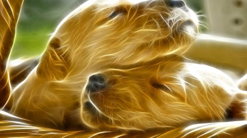 fractal image of a sleeping dog