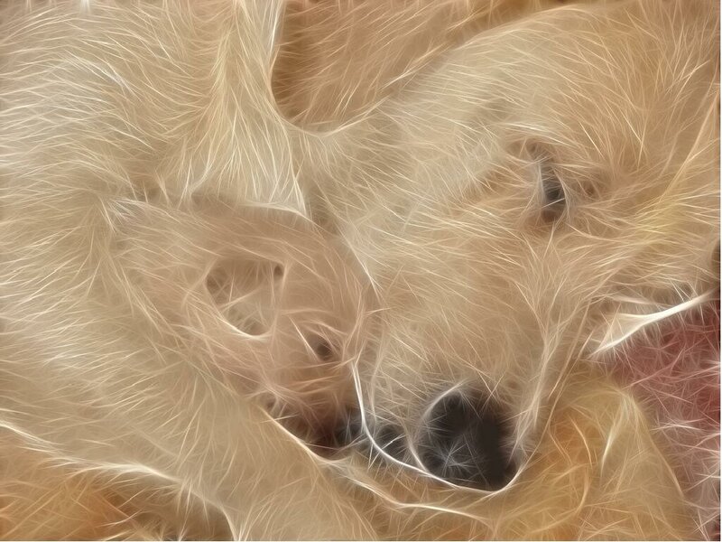 fractal image of a sleeping puppy