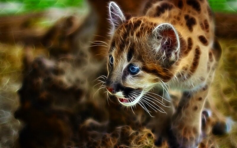 fractal image of a spotted kitten