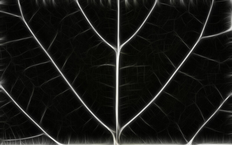 fractal leaf vein pattern
