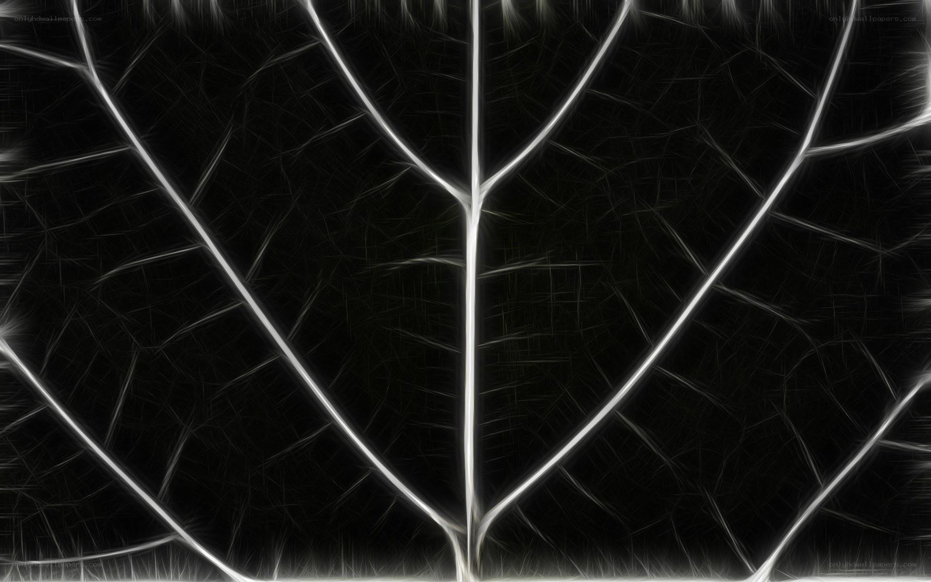 fractal leaf vein pattern
