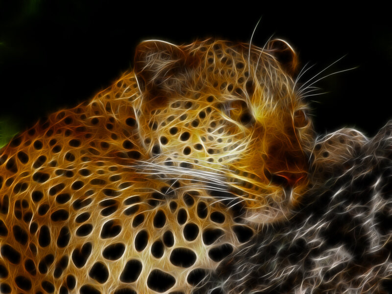 fractal leopard portrait