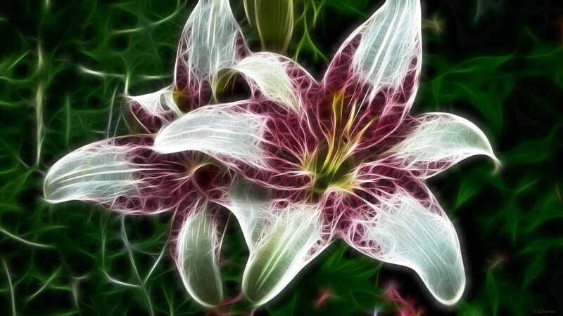 Fractal Lily Flower — White