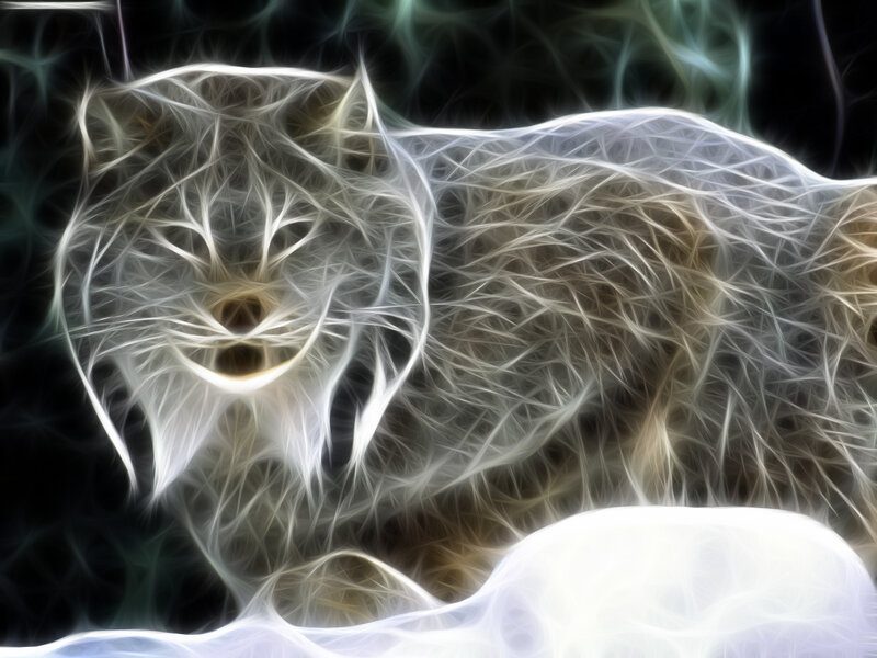 fractal lynx in snow