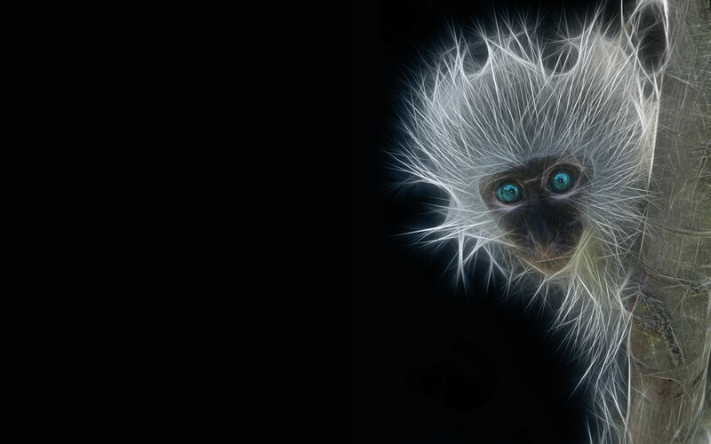 fractal monkey face